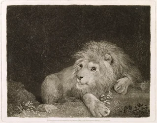 Ein Löwe (Ein liegender Löwe), graviert vom Künstler, veröffentlicht 1788